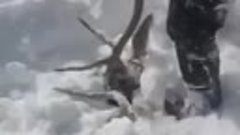 Мужики спасают оленей, которых завалило лавиной