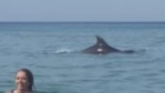 Игра дельфинов с купающимися у берега Анапы