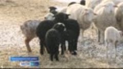 Многодетная мать из алтайского села завела овец и прославила...