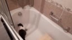Кота не выгонишь из ванны 🌍 Кострома 🕙 6 Апреля 2019 🎬 ©М...