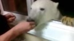 Белые медведи одни из самых опасных животных в мире, а у рус...