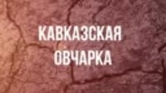 КАВКАЗСКАЯ ОВЧАРКА, ЛУЧШАЯ ОХРАННАЯ СОБАКА🐶