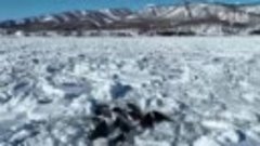 Краснокнижные косатки застряли во льду в японских водах Тихо...