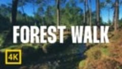 4k Forest Experience (FULL experience: LINK in description)