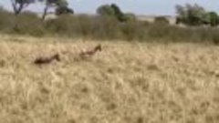 It_s Sorrowful_ Impala Mother Failed To Protect Her Child Fr...