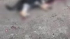 Задавил щенка в Кисловодске