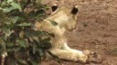 Lion Save Newborn Impala From Leopard Attack _ Leopard Attac...