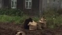 Медведи отжимают картошку