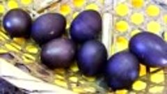 Фермер нашёл чёрные яйца- когда вылупилось ЭТО- он не на шут...