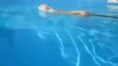 Кот который обожает плавать!