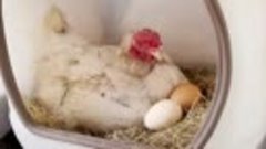 А давайте сделаем куриные гнёзда из пластиковых канистр🐔 Ав...