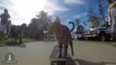 Вы не поверите . кот катается на скейтборде