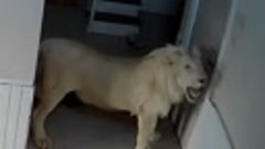 Лев против двери