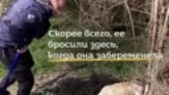 Зоозащитник из Сербии спас бездомную собачью семью