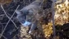 Видео : helga23 10 . Настоящий апрельский котик.