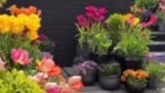 Видео от Клуб ЦветоМанов Росток|Растения.Цветы.Подставки