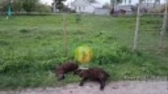 Стая собак грызет скот в селе Трофимовка Бесоновского района