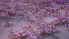 VID-20240412-WA0001.mp4