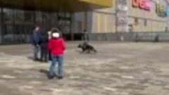 В Москве ТРК Мозаика эвакуировали. Работают кинологи с собак...
