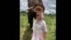 Слон забрал шляпу у туристки!