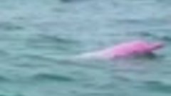 Розовый дельфин на Амазонке. Со звуком.