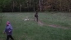 В московском парке лось едва не пришиб женщин с собаками