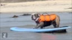 Серфинг бульдог - собаки в игре