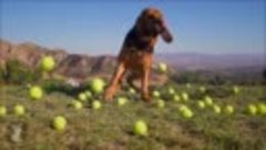 Теннисный-мяч в собачьем раю - собаки в игре