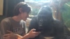 Парень показывает горилле фотографии других горилл на своем ...