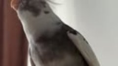 Попугай корелла поёт #животные #птицы #питомцы #попугай #кор...