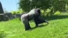 В зоопарке Детройта самец гориллы весом 180 кг решил поглади...