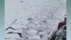 Прогулка моржей по льду Баренцева моря