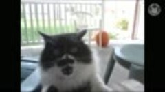 Свирепые кошки смешные кошки видео сборник