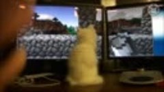 Кошки против интернета видео сборник