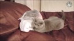 Дикие кошки видео сборник