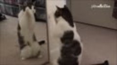 😹 Самые смешные кошки 😻 - Веселые видео умных котят 😈