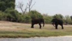 Ботсвана пригрозила отправить в ФРГ 20 тысяч слонов из-за сп...