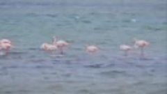 Фламинго в Крыму.mp4