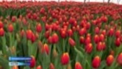 Пятьсот тысяч тюльпанов вырастили к 8 Марта в одном из район...