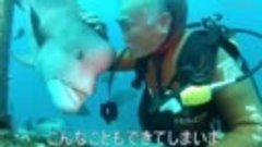 Дайвер из Японии 35 лет дружит с хищной рыбой в океане 2