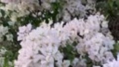 Что за белое цветущее дерево https://ok.ru/housegarden