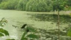 Только посмотрите на эту прекрасную семью уток в реке возле ...