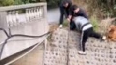 Ребята спасают щенка, упавшего в канал