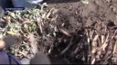 В Алтайском районе собирают первый урожай лопуха