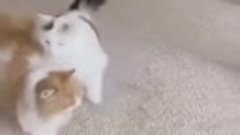 Кошки переступают друг через друга