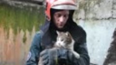 Брестские спасатели помогли коту, который застрял между бето...