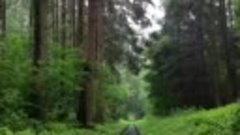🌲 Дорога в волшебный лес 🌳 💖 (звук)