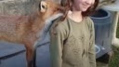 Девочка дружит с лисенком-сиротой