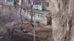 Видео от Волгоград Поймет