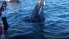 Танец китов в Баренцевом море